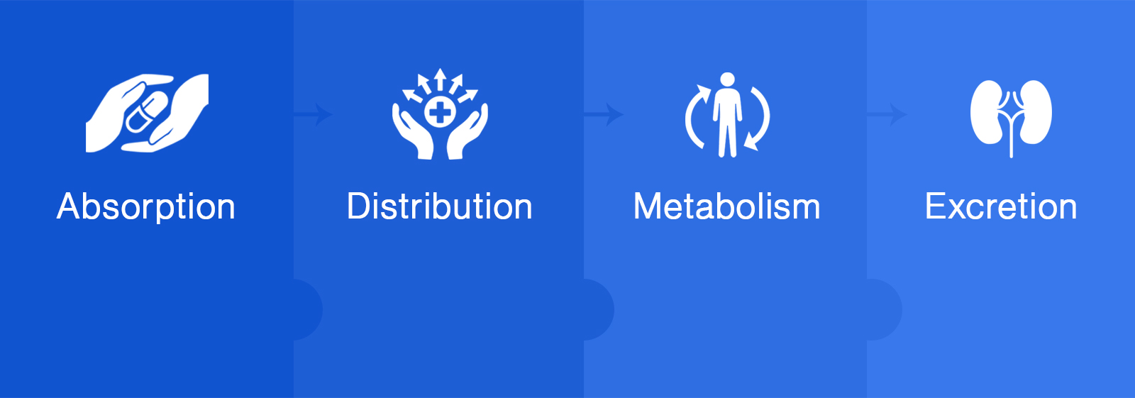 pharmacokinetic-banner